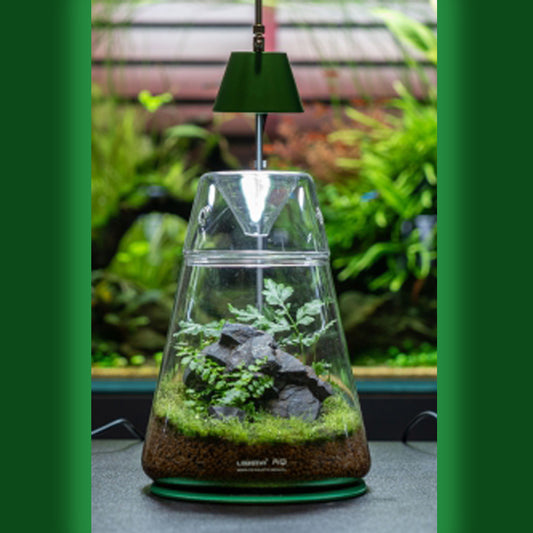 DOT-II Terrarium + Light