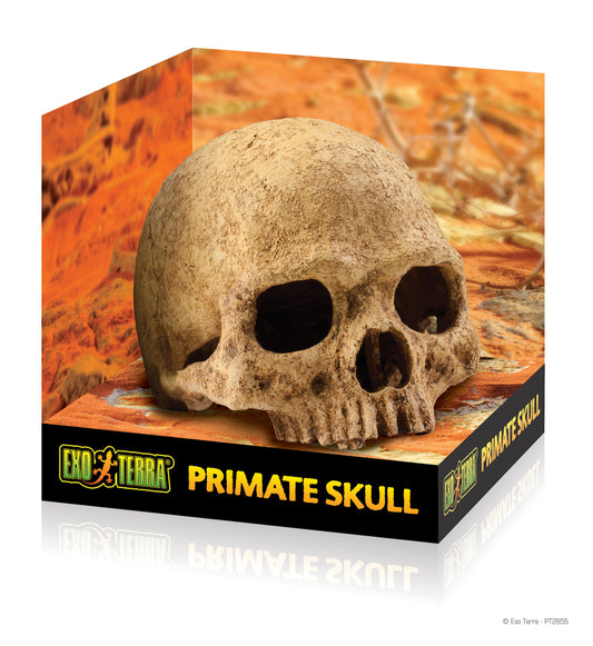 Exo Terra Primate Skull ( Plastic head! )