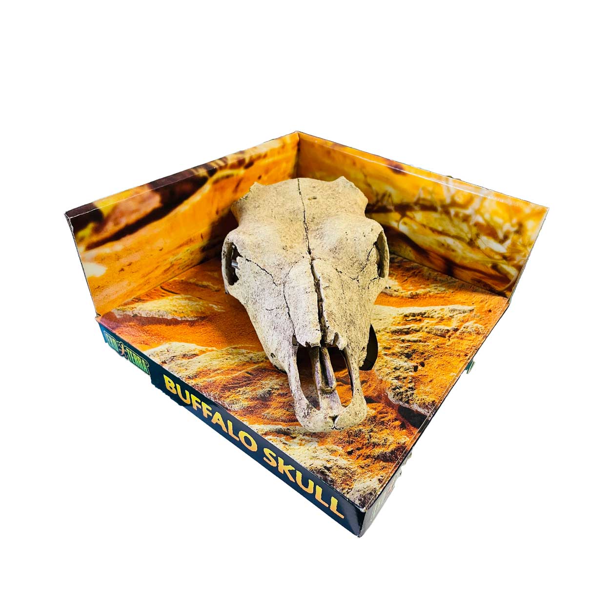 Buffalo Skull